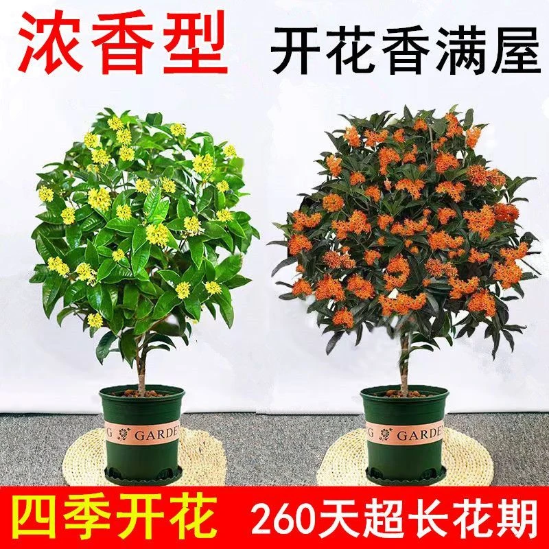 四季开花浓香型桂花树苗金桂花树阳台盆栽室内外种植好养花卉大全