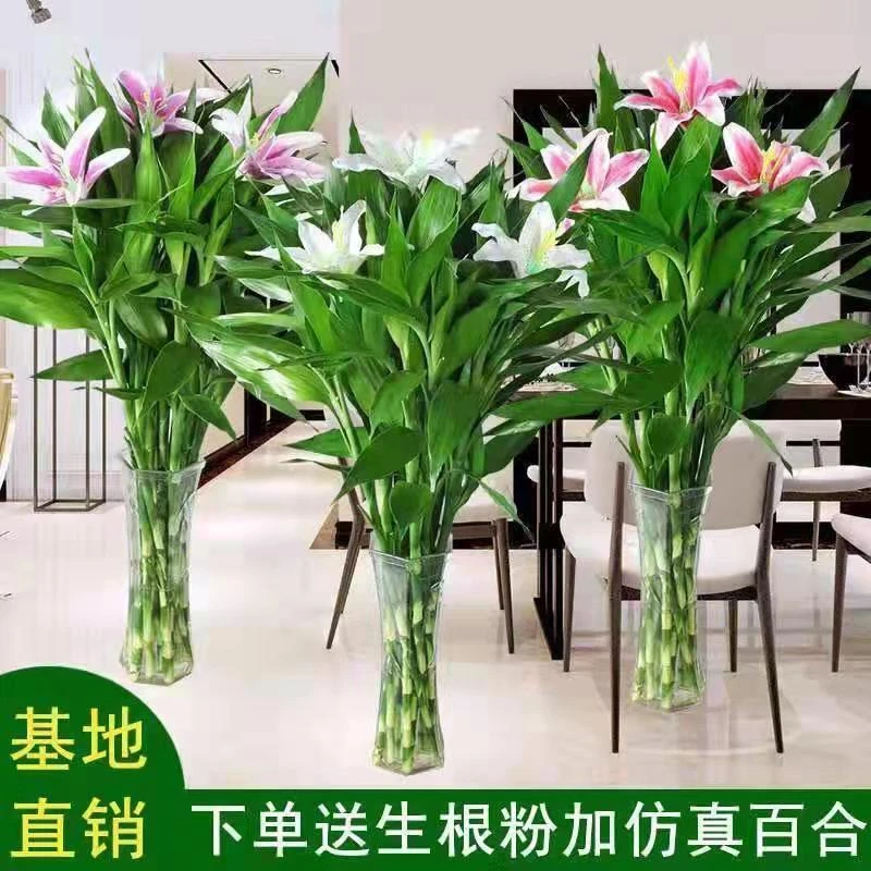 富贵竹粗大号玻璃花瓶水养客厅室内花瓶玻璃绿植花卉盆栽步步高升