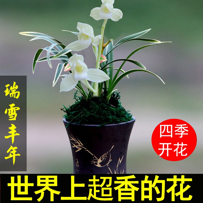 浓香型四季兰 金边矮种兰花苗兰花盆栽阳台花卉植物兰草室内