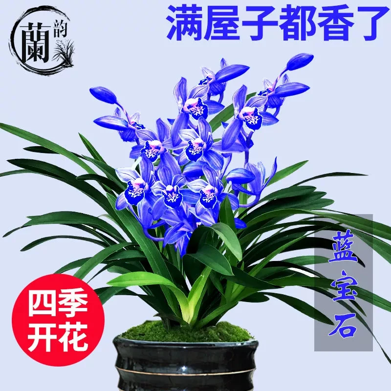 超香 兰花【蓝宝石】名贵花卉绿植室内盆栽四季建兰兰草