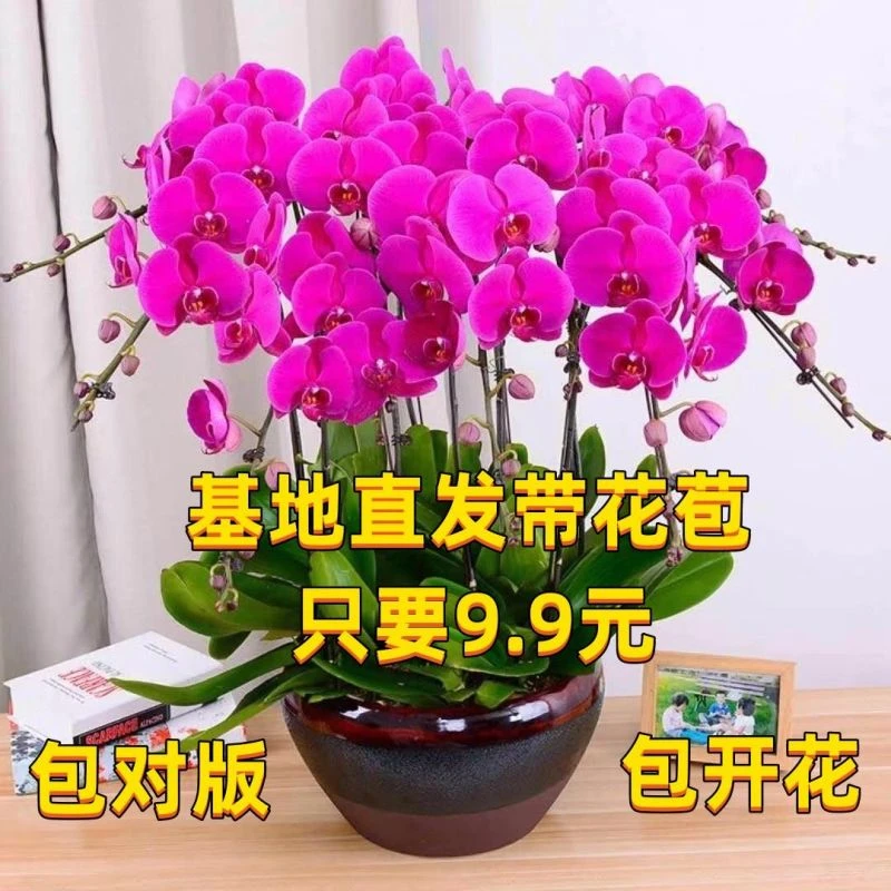 【带花苞】蝴蝶兰花苗盆栽兰花大苗客厅室内植物花卉四季开花好养