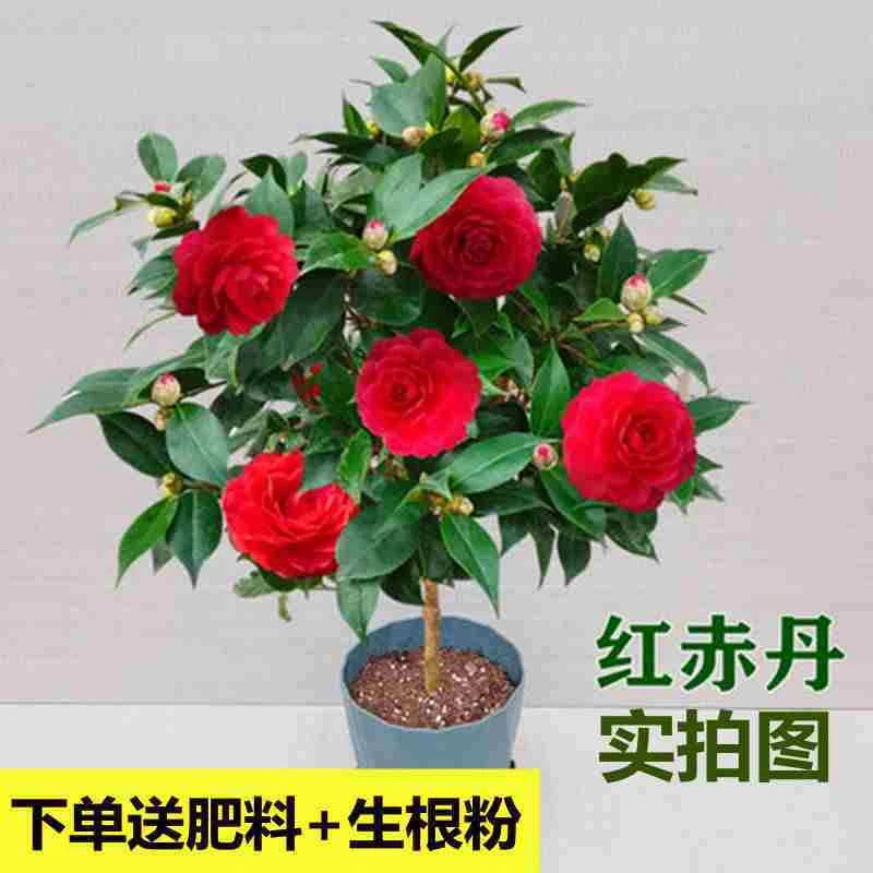 茶花盆栽带花苞四季开花山茶花树苗庭院植物室内花卉绿植观花盆景