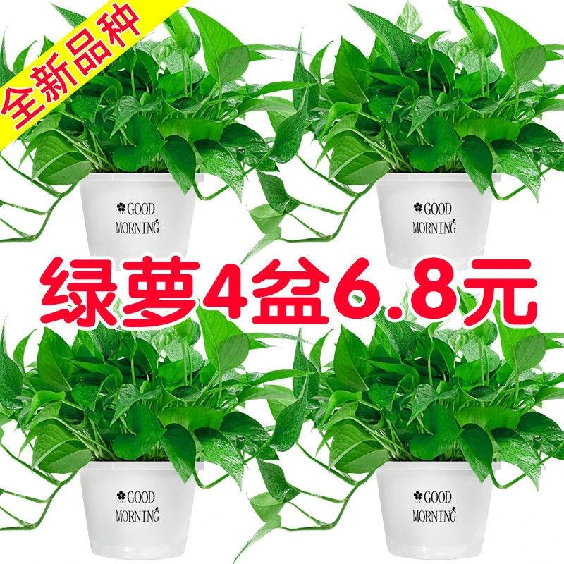 盆栽室内好养客厅吸花卉植物大叶长藤大盆绿箩除甲醛绿植