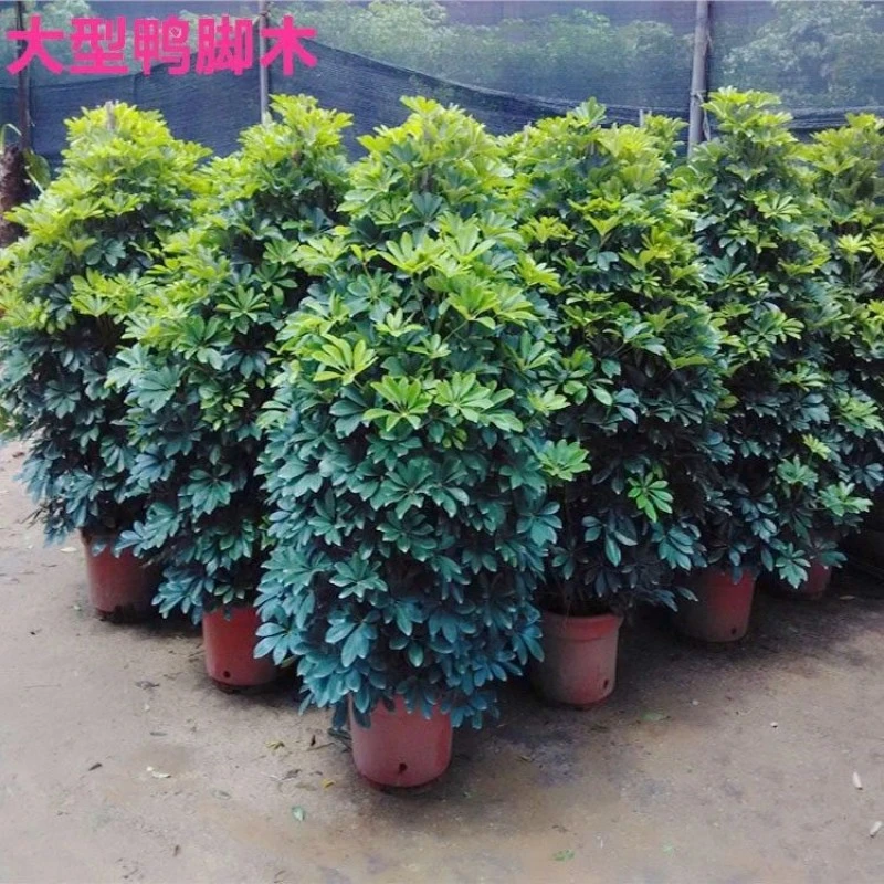 网红绿植鸭脚木八方来财盆栽花卉招财旺宅好养易活平安树发财树