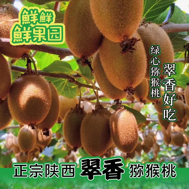 陕西周至翠香猕猴桃新鲜水果奇异果5斤包邮孕妇宝宝水果