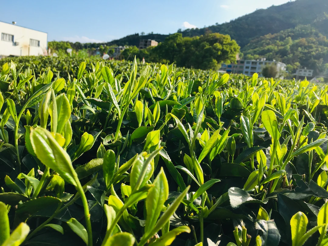 承韵2014年华一饼干茶老白茶点头镇