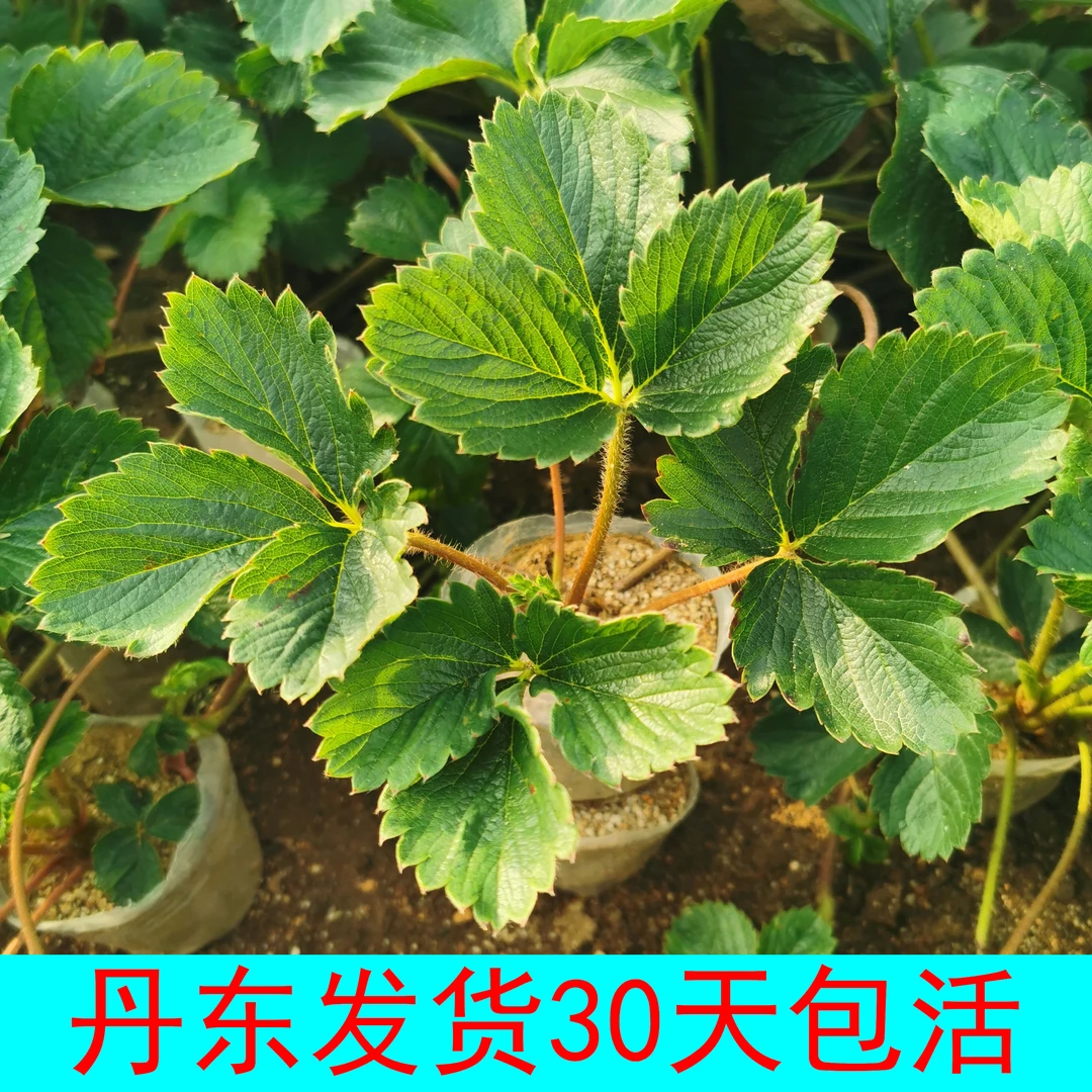 丹东九九红颜草莓苗阳台庭院大棚盆栽可食用果苗顺丰包邮丹东发货