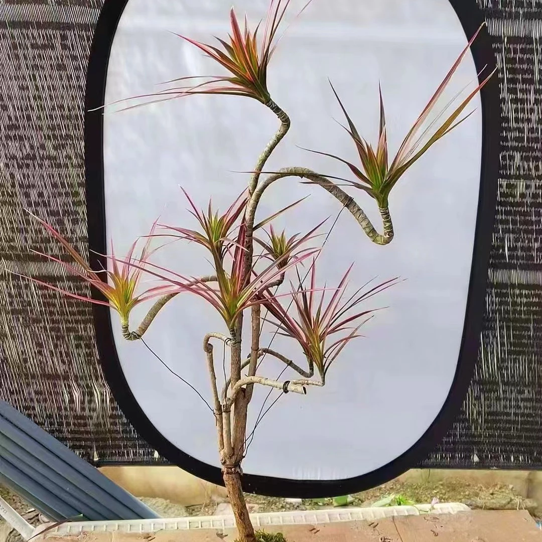 自产自销的造型七彩铁