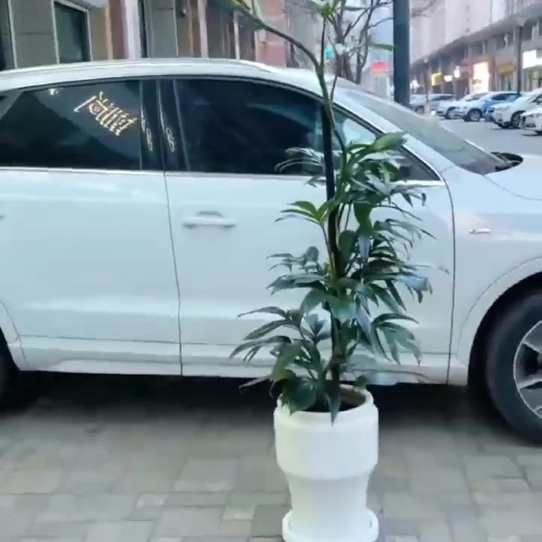 大号老桩麒麟尾网红造型植物