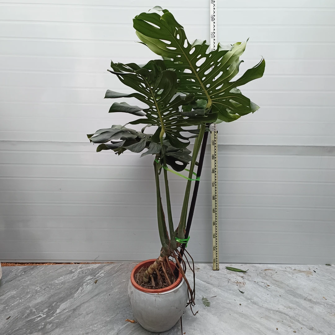 大号老桩龟背竹滴水观音网红造型装修水培植物植物黄金榕绿巨人