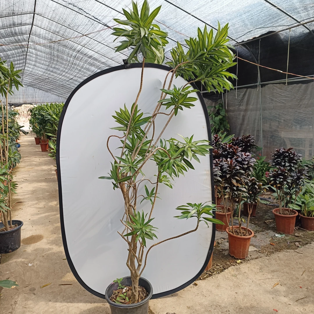 金心百合竹网网植物1.6-1.7米绿植