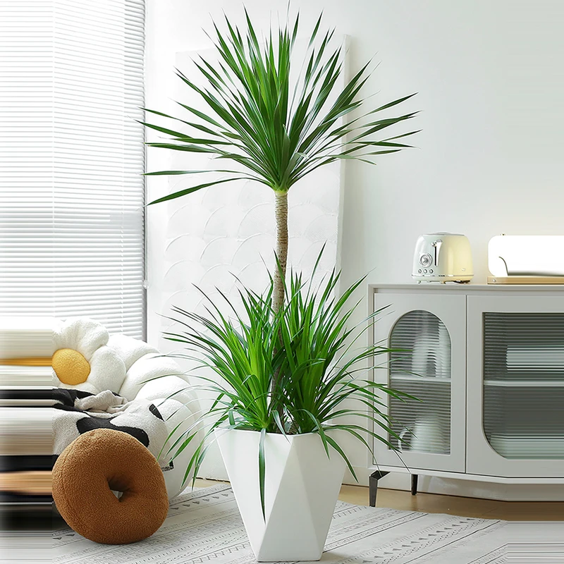 【太空铁龙血树】龙血树卧室客厅净化绿植造型新鲜网红盆星花怒放