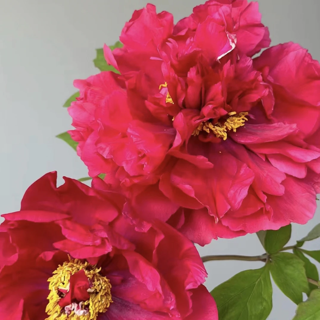 花王裸根牡丹观赏级庭院阳台春季开花包邮