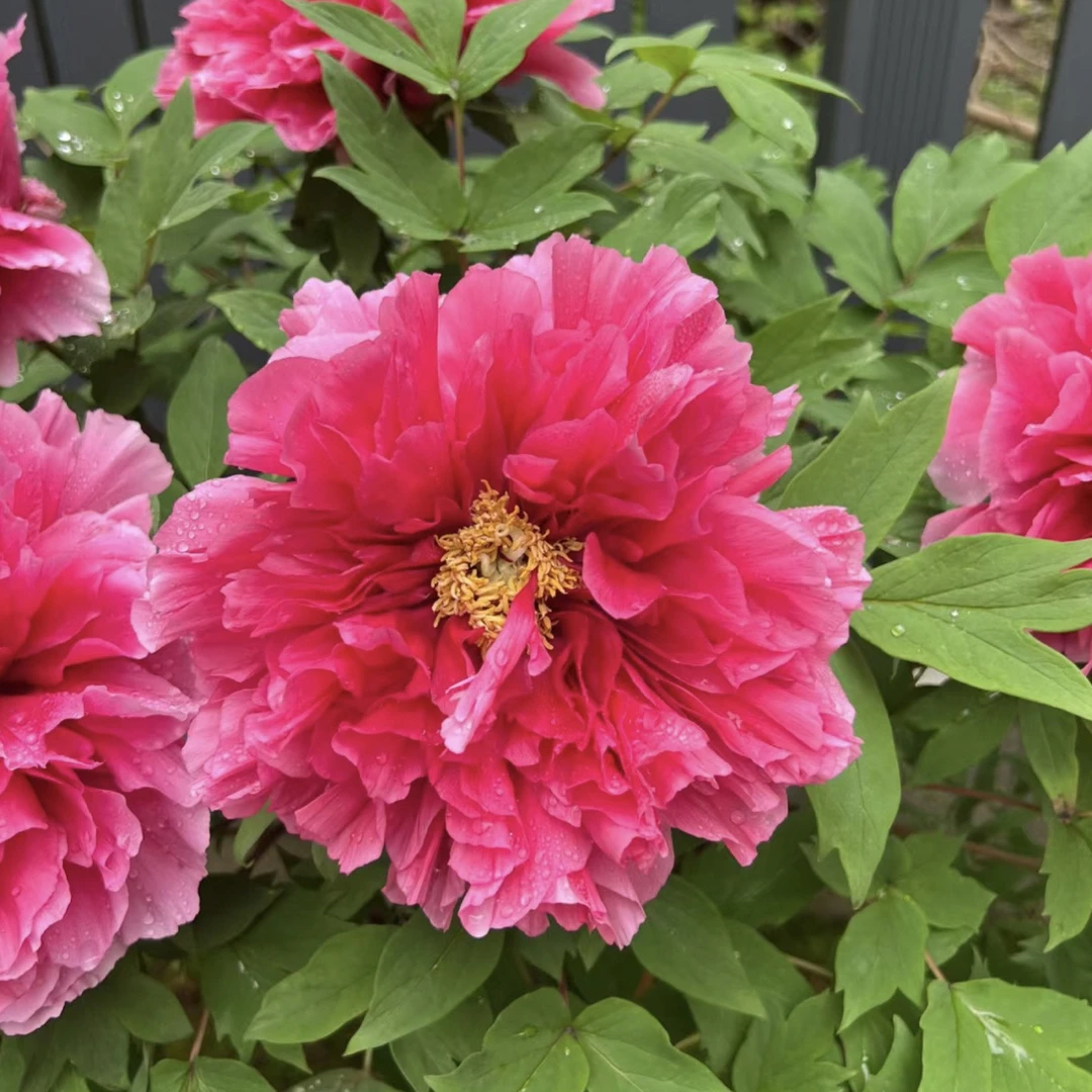随机牡丹根苗 黄色系重瓣 观赏级庭院阳台春季开花包邮