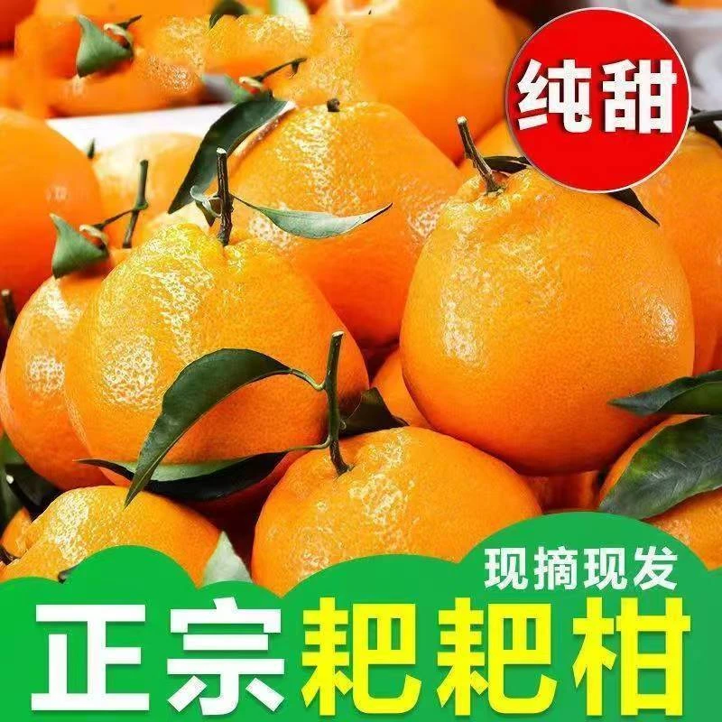 四川春见耙耙柑丑橘子橙子新鲜当季水果整箱眉山丹棱手剥柑橘甜脐