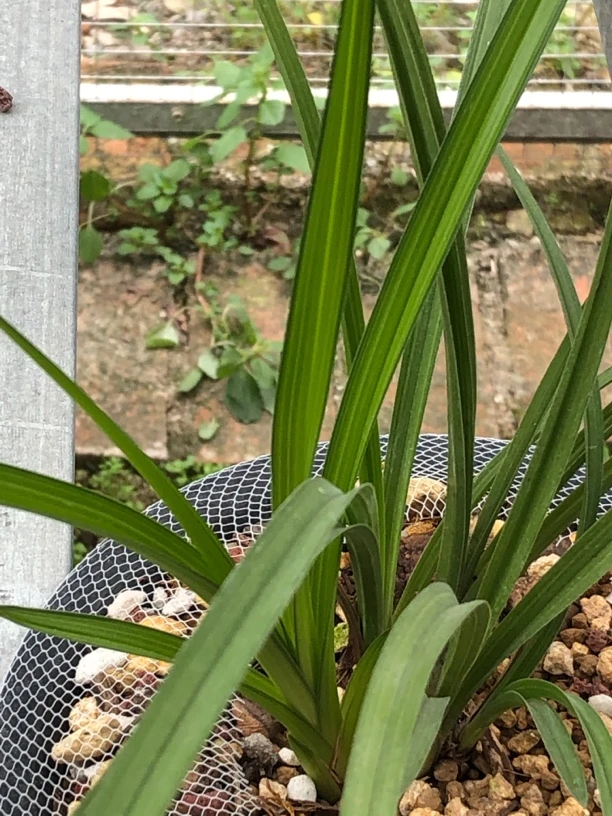 品味经典 兰花之美