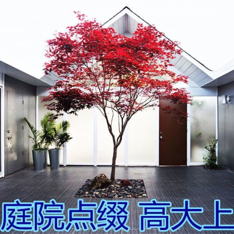 红枫树苗正宗枫苗中国红枫红舞姬红枫耐接红枫苗庭院盆栽基地种植