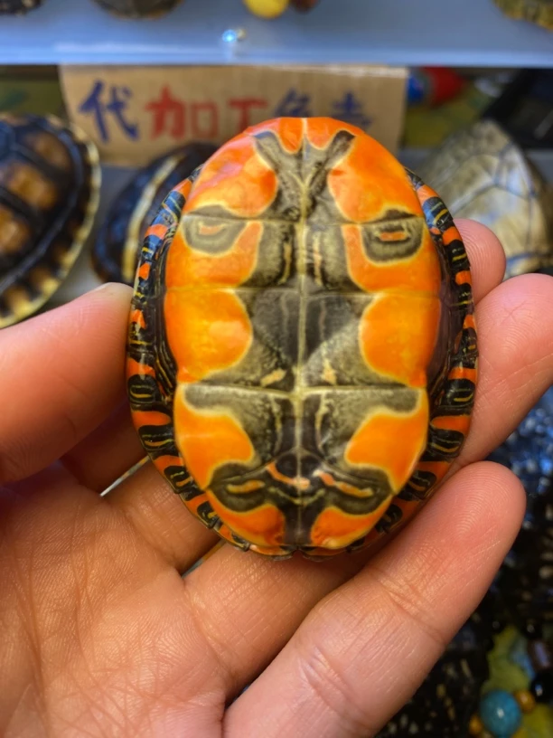 天然文玩真龟壳 创意手把件 西锦桌面摆件茶具工艺品可直播选货