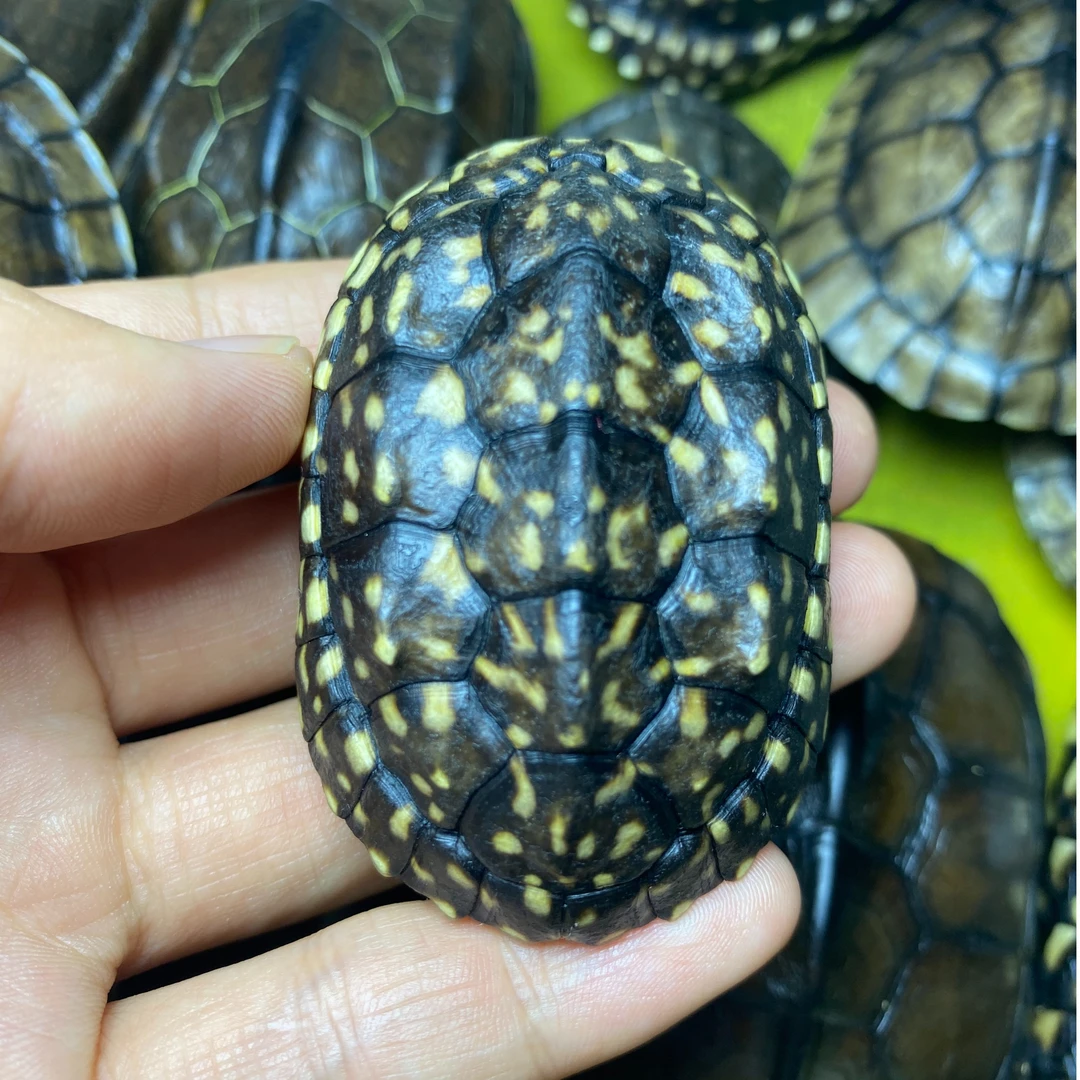 精美 满花斑点 文玩盘玩摆件茶宠禅式主人杯实心老料全手工纯手工