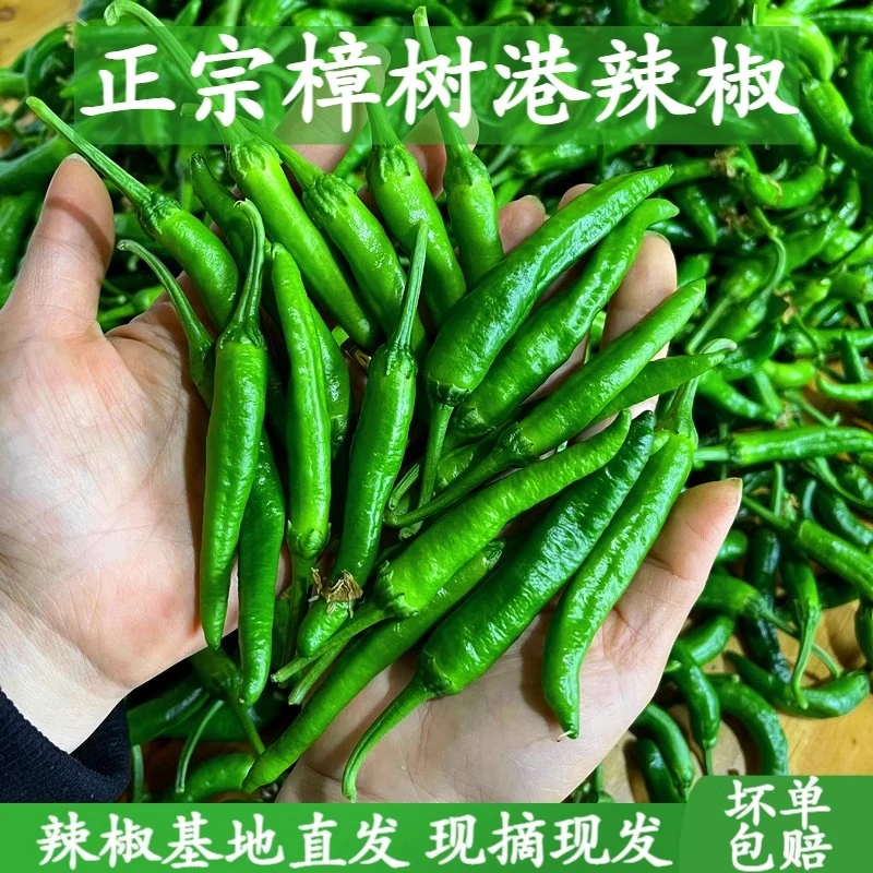 1-5斤装正宗湖南樟树港辣椒现摘新鲜富晒食用薄皮青线椒农产包邮