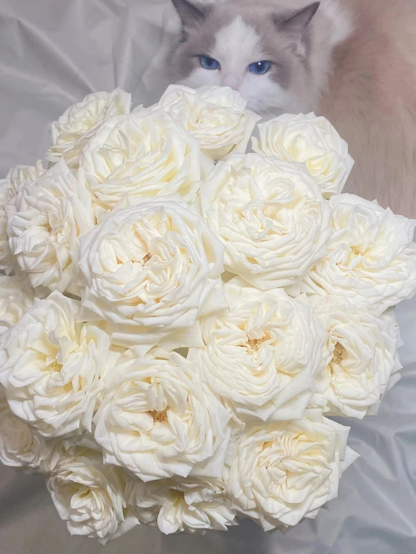 有风的地方 1加仑珍妮莫罗 切花自由 点缀生活养护 观赏浓香