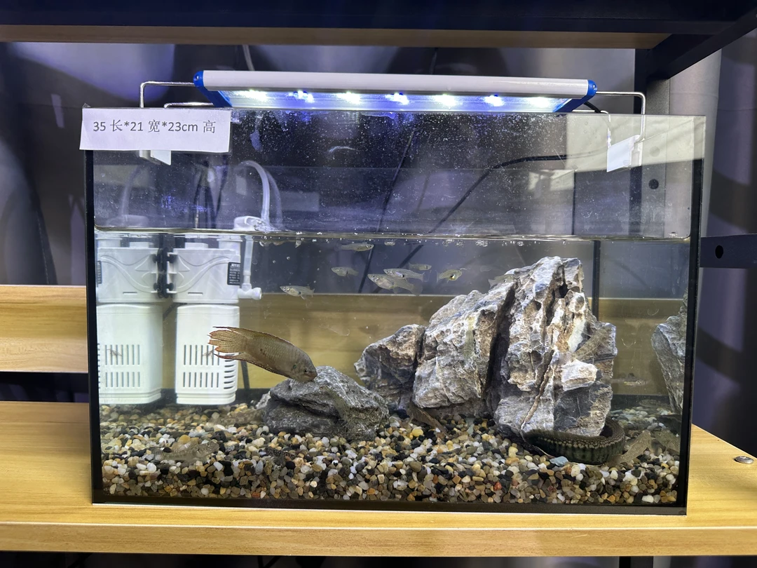 【小号成景黑胶黑背鱼缸】氧气泵灯光造景青龙石溪流石加礼品