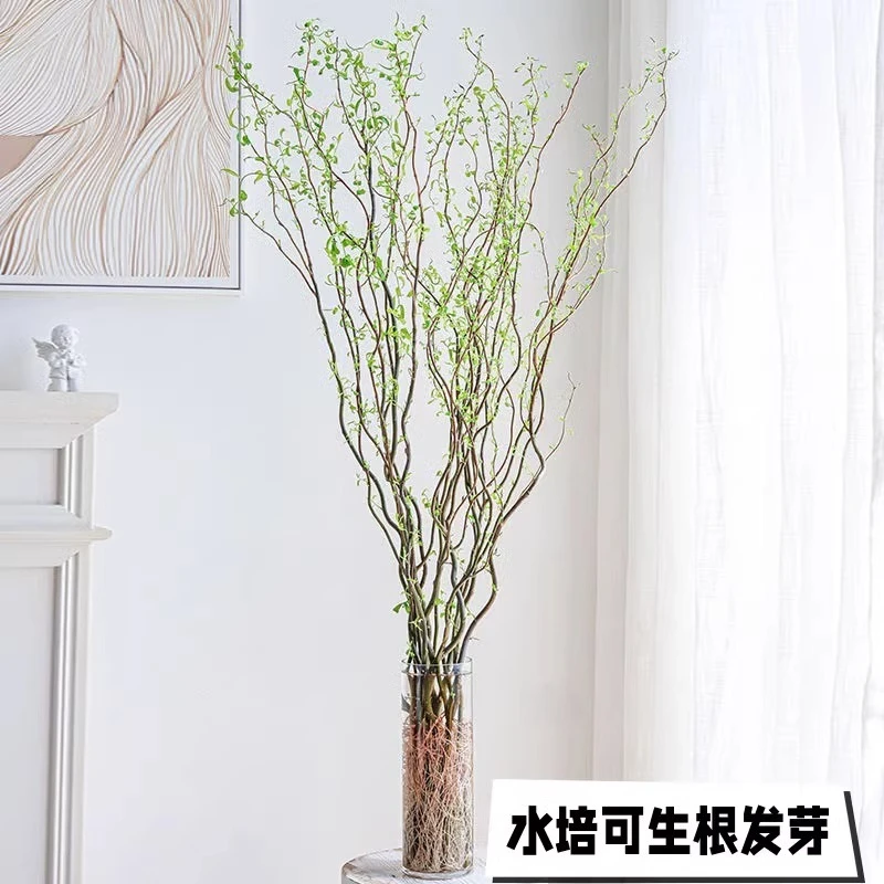 水培植物龙柳鲜枝切花水养绿植雪柳干支室内吊钟泡水长根装饰盆栽