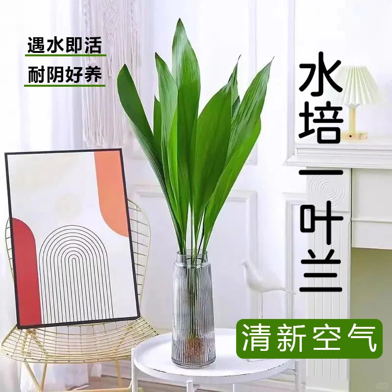 水培一叶兰绿植盆栽四季常青室内好养耐寒净化空气吸甲醛懒人植物