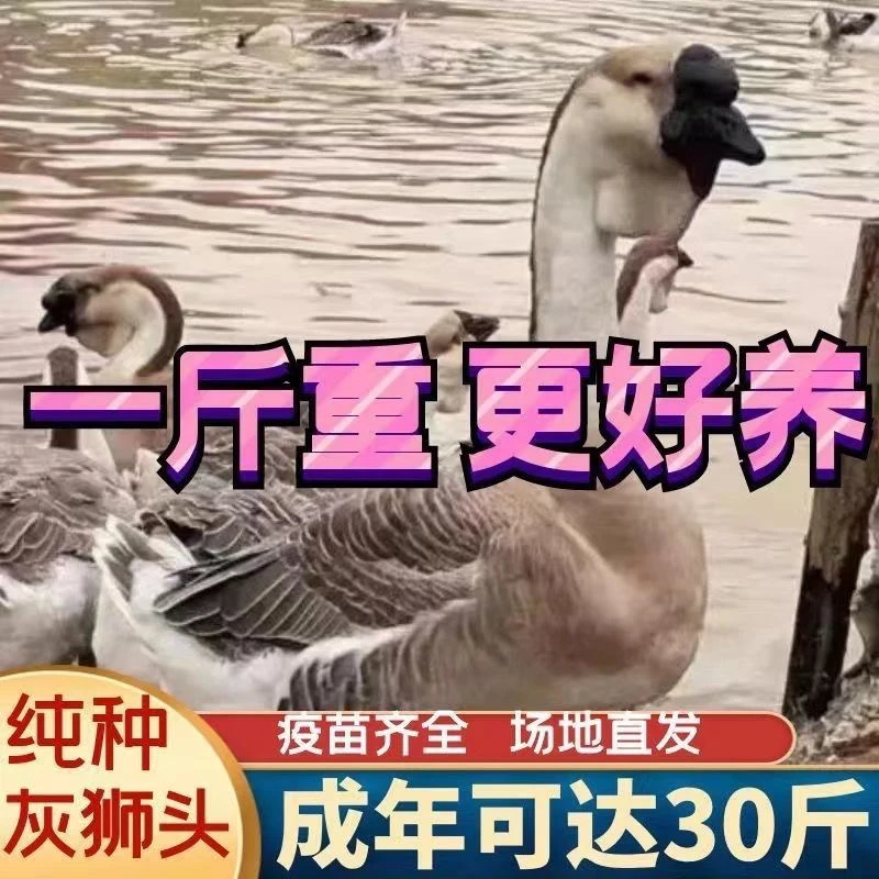一斤左右灰狮头鹅苗