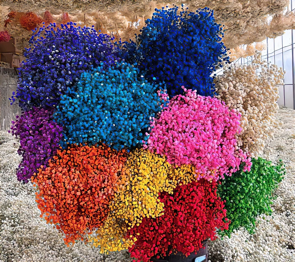 【A级永生满天星批发】花店批发手工进货真花吸色工艺鲜艳发货梦幻