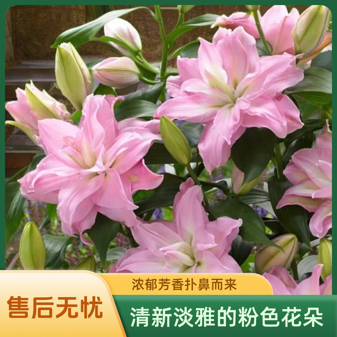 【带芽发货】香水百合种球重瓣百合盆栽阳台四季百合花多花苞浓香