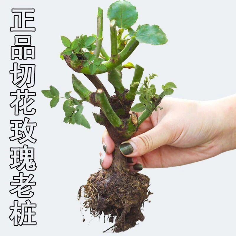 玫瑰花苗四季开花耐旱大花月季室内外绿植物盆栽花卉阳台观花植物