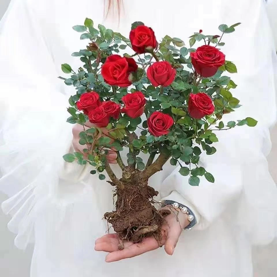 正宗春夏玫瑰花苗月季花苗四季开花朵浓香型月季老根特大阳台庭院