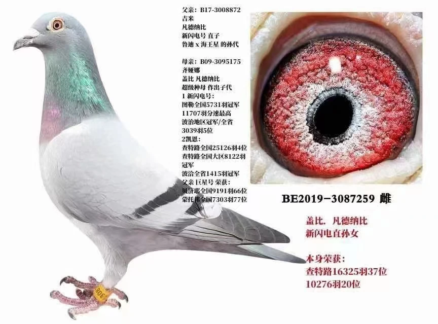 血统种鸽，成绩种鸽，比利时圆环种鸽，公棚获奖种鸽