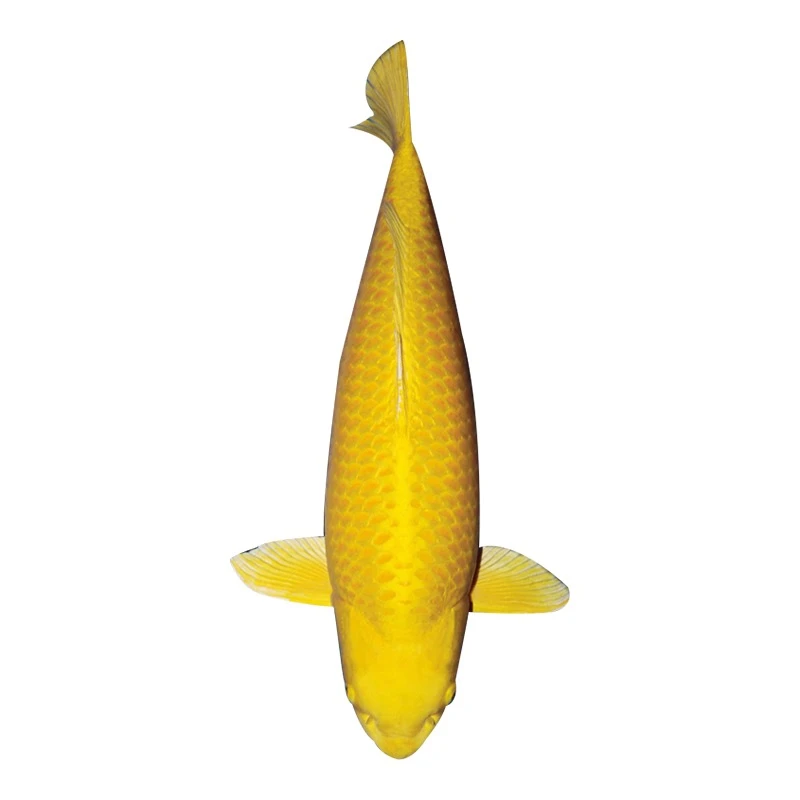 淡水观赏鱼锦鲤黄金锦鲤鱼活体养殖发货养鱼饲养黑色混养