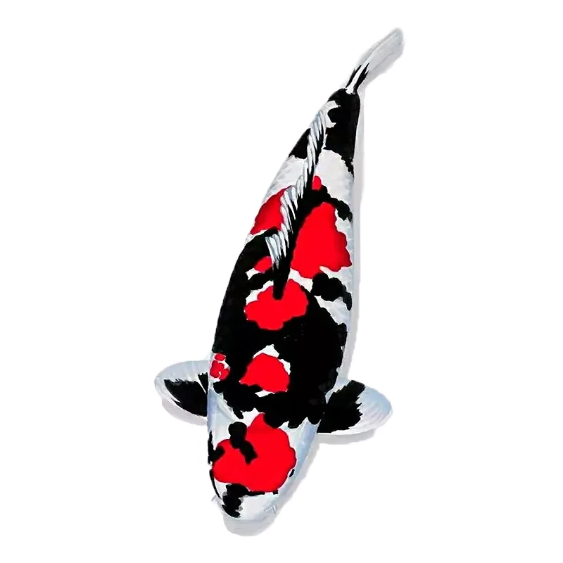 淡水观赏鱼锦鲤大正奇特养殖喂食发货养鱼细小混养锦鲤鱼活体饲养