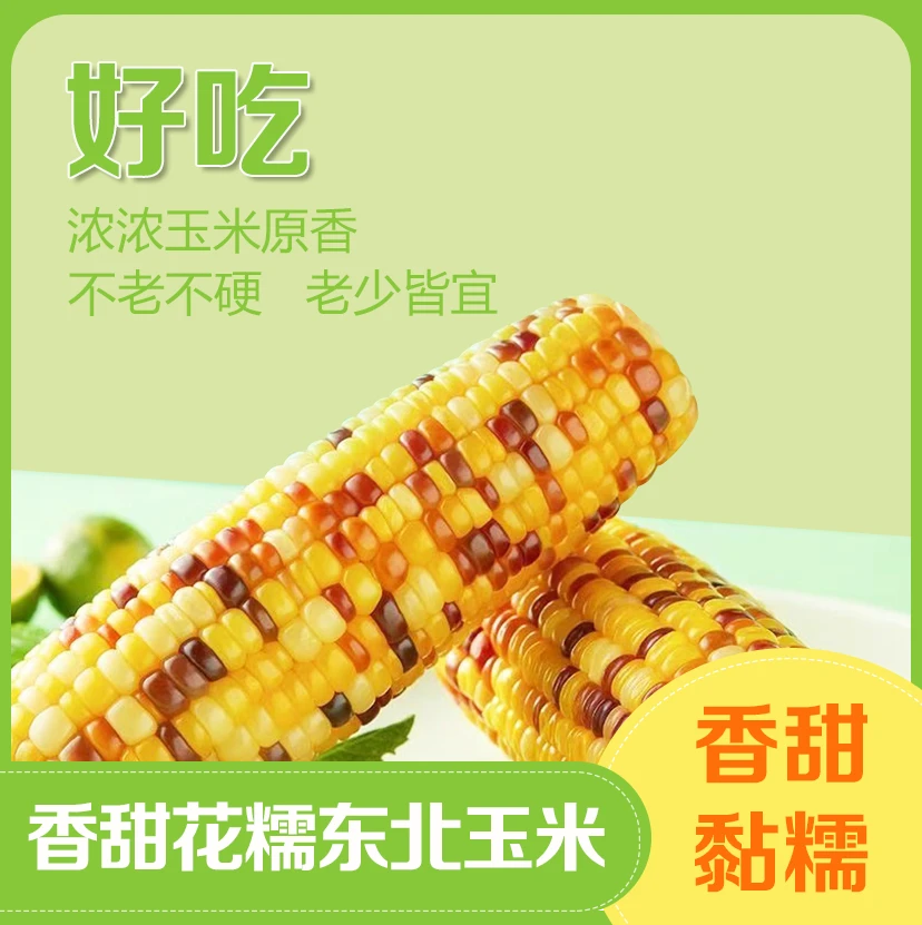 【试吃2根】24年东北花糯玉米250~300g/支一箱8+2支整箱5斤半左右