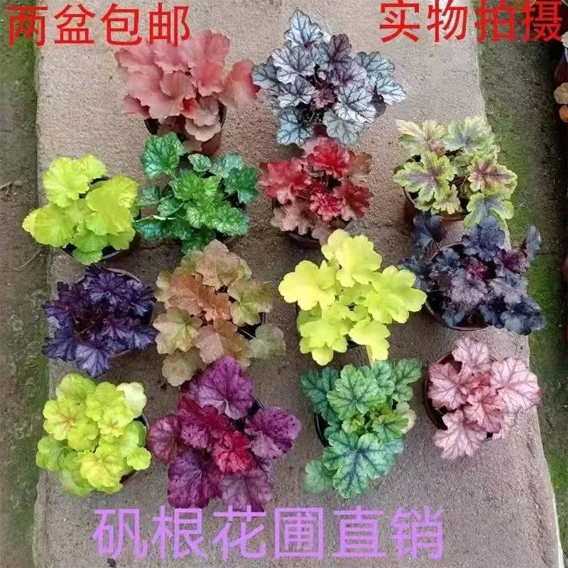 矾根花苗组合盆栽植物庭院绿化多年生四季好养活