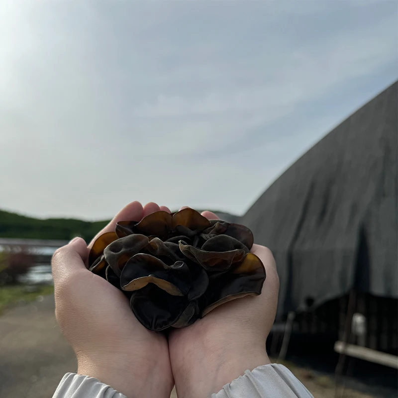 2025东北特产新货炒菜肉厚无根木耳干货100g干净脆爽高泡发