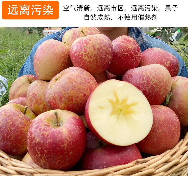 苹果冰糖心  云南昭通冰糖心丑苹果现摘现发孕妇新鲜水果2/5/10斤