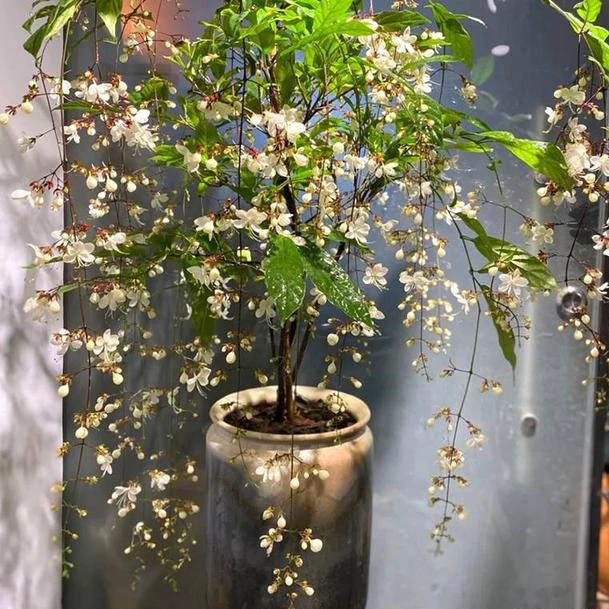 垂丝茉莉小苗大棵无花丝11月上花丝可养棒棒糖室内绿植秋冬可开花