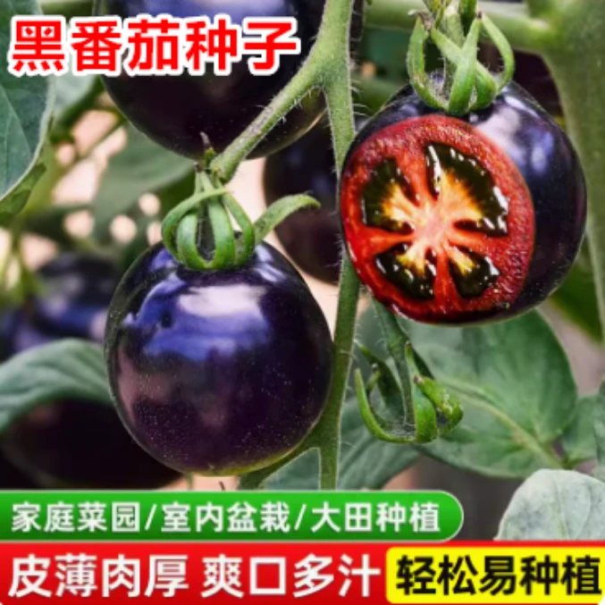 【拍三送一】西红柿种子大全黑珍珠红圣女果/黄番茄/矮生番茄种子
