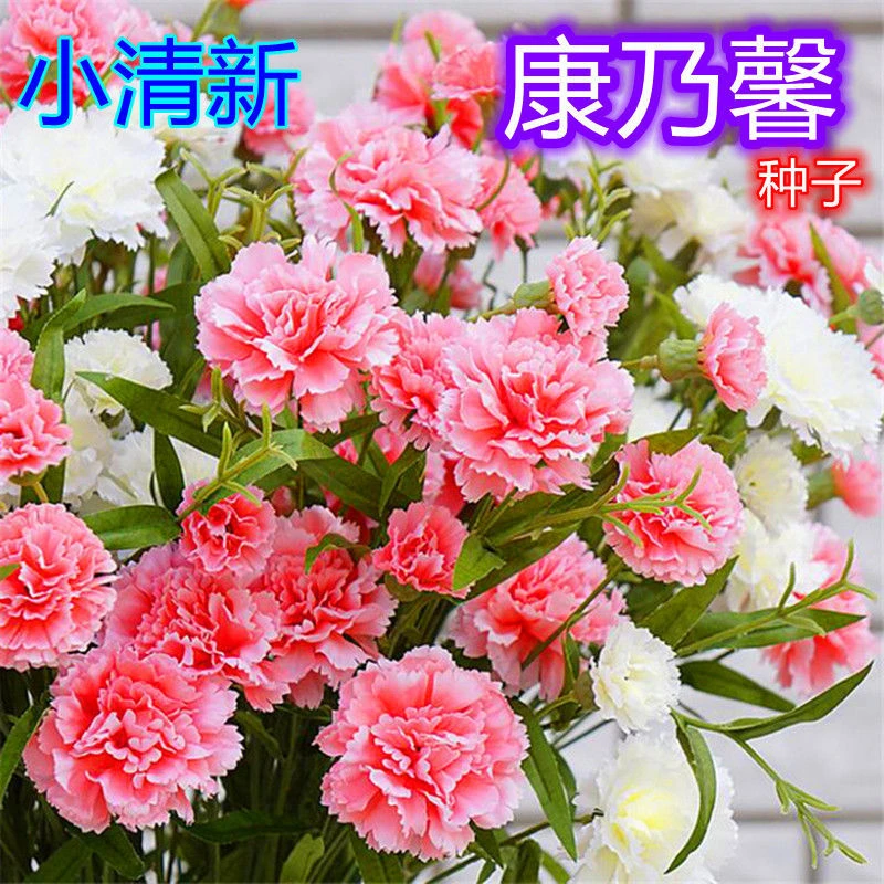 混色重瓣康乃馨种子四季开花盆栽耐寒养花易成活绿植花卉农村种子