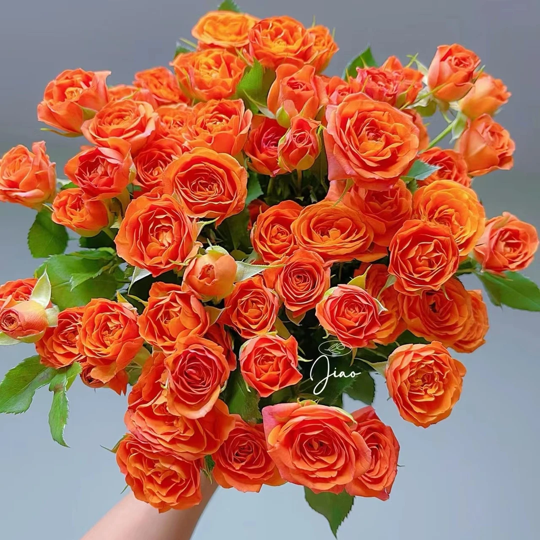 【橙色芭比】玫瑰 满足包邮条件再拍加购 单拍需补运费