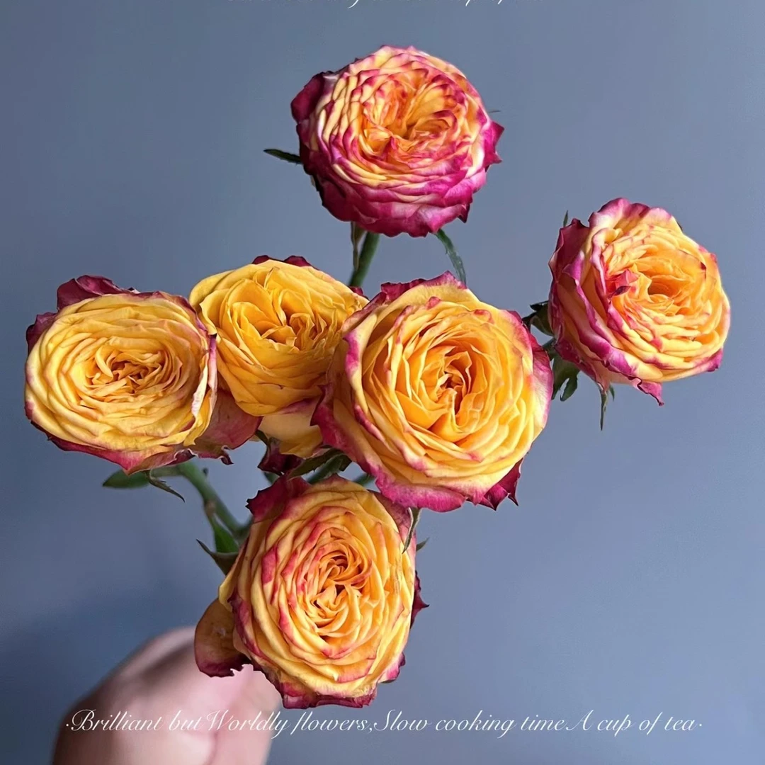 加购 【失地之火】多头玫瑰（满足包邮条件再拍加购 单拍需补运费）