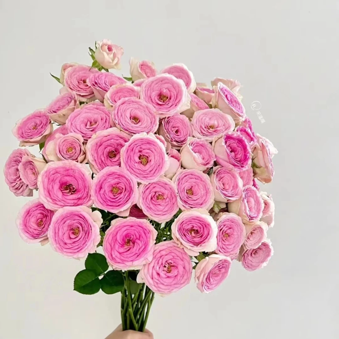 【查科仙子】玫瑰2单正价包邮 偏远地区有运费 云南鲜花基地直发