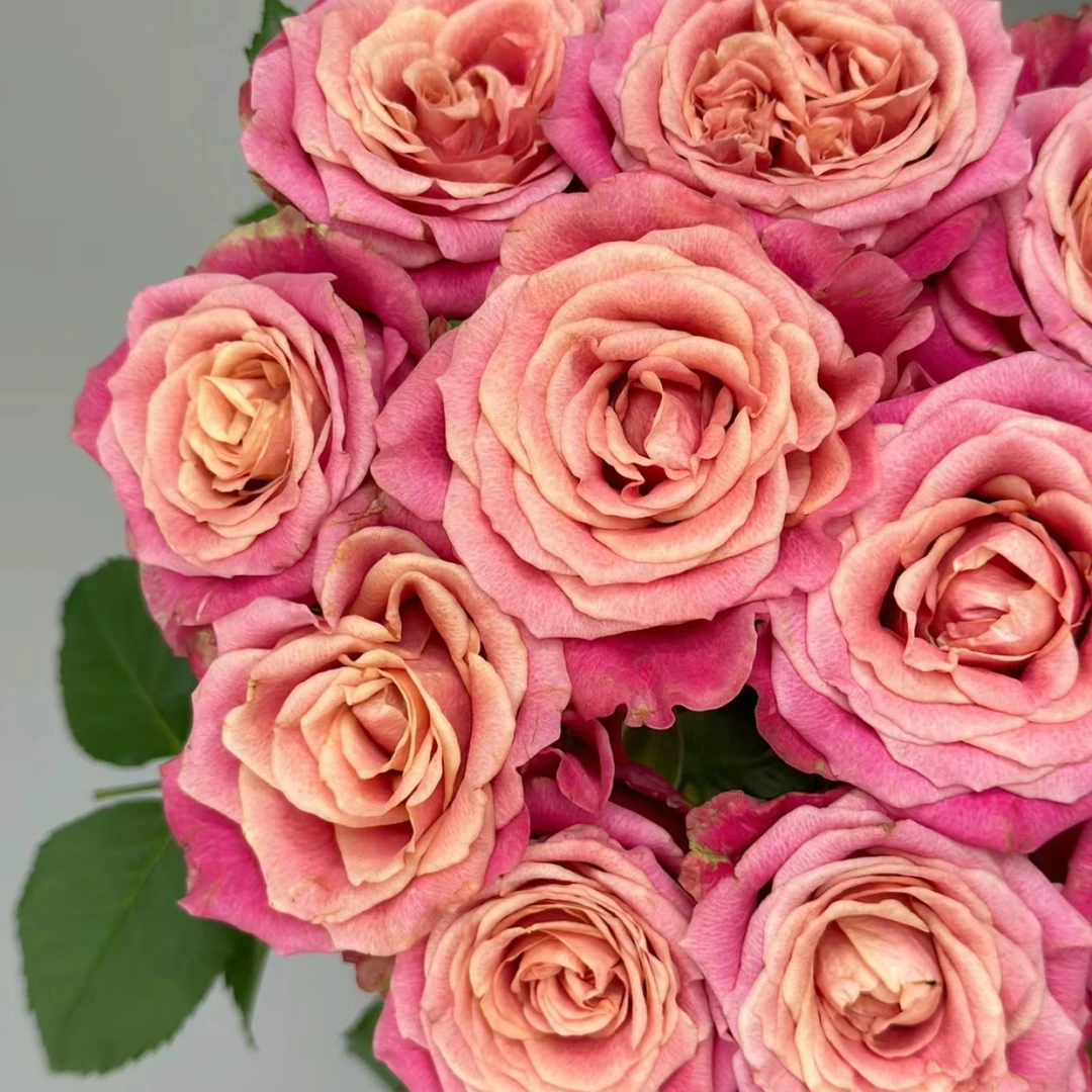 【眼睛】玫瑰2单正价包邮，偏远地区有运费