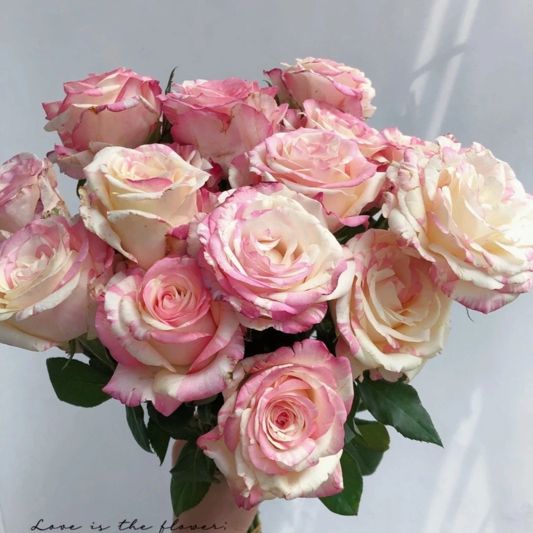 加购【霓裳】玫瑰家用鲜花/花束   云南鲜花基地直发