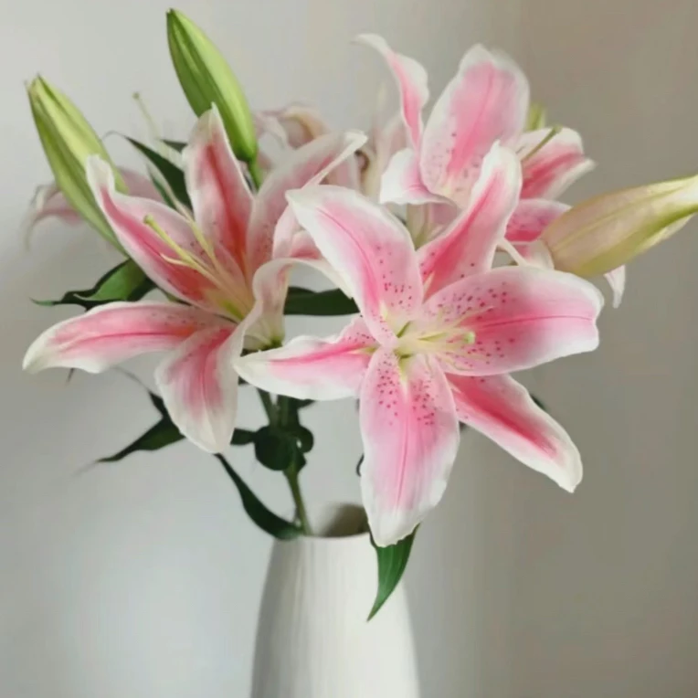 港货大叔【索尔邦】香水百合家用鲜花/花束   云南鲜花基地直发