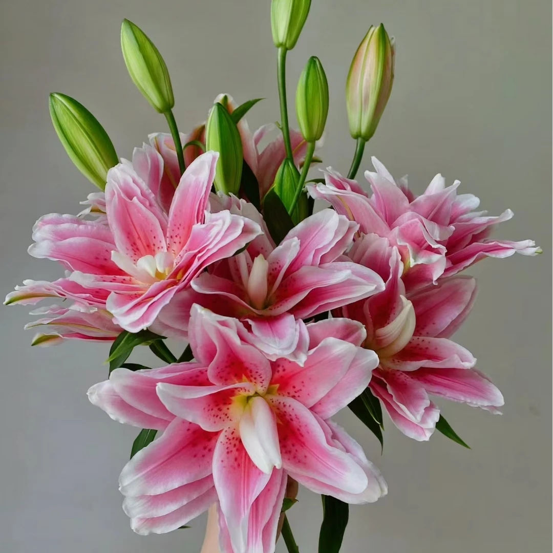 【西亚拉】重瓣香水百合家用鲜花/花束   云南鲜花基地直发